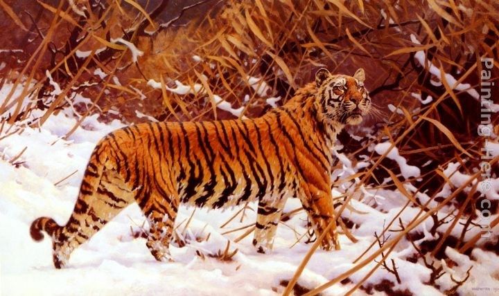 Hugo Ungewitter Siberischer Tiger In Einer Schneelandschaft